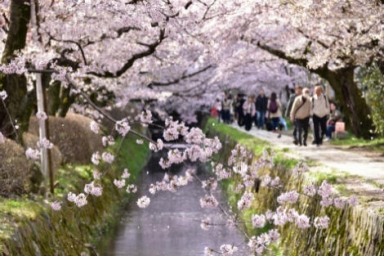 在京都哪里看樱花？6个樱花观赏点