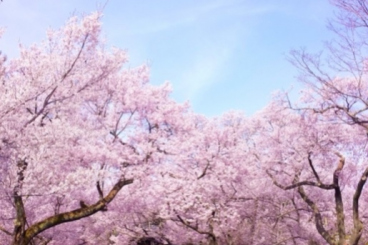 Introducing both famous and hidden spots! Hanami spots in Tokyo