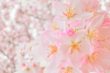 Introducing both famous and hidden spots! Cherry blossom viewing spots in Yokohama and Kamakura