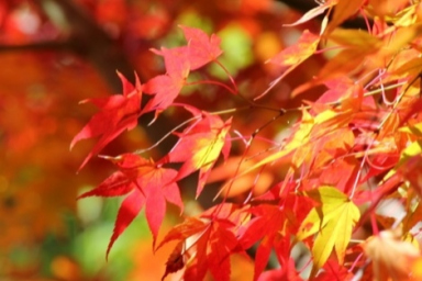 Recommended Spots for Autumn Foliage Season in Tokyo