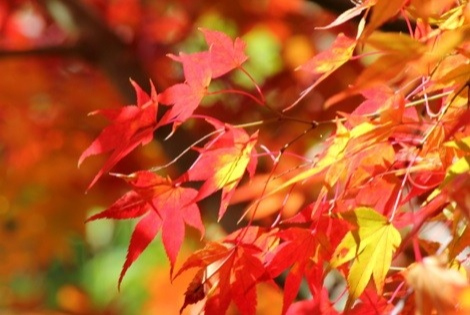 紅葉シーズンにおすすめ！ 東京の紅葉の名所