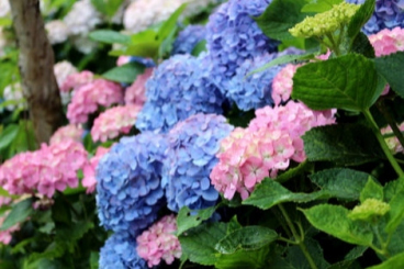 Let's Enjoy the Colorful Hydrangeas! Famous Hydrangea Spots in Tokyo