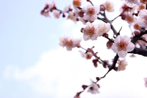 都内で梅を楽しもう！ 東京都内の梅の名所