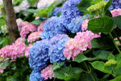 讓我們來欣賞一下五彩繽紛的繡球花吧!東京著名的繡球花景點