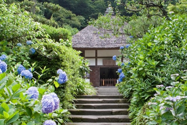 Let's Visit Kamakura in the Rainy Season! Famous Hydrangea Spots in Kamakura
