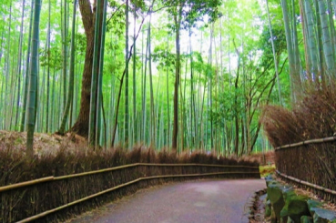 京都で着物を着たらここへ行こう！着物で観光に行く際のおすすめスポット