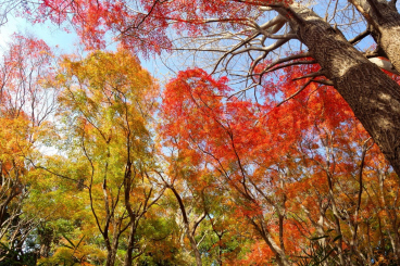 Recommended Places to See Autumn Leaves in Kamakura Area