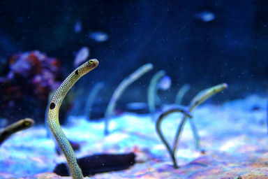 Magic Aquariums! Top Tokyo's Aquariums to Visit in Summer