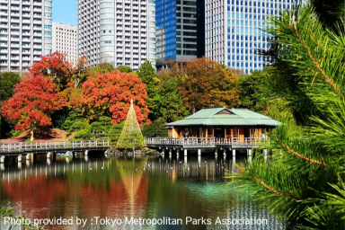 Relax and enjoy the feeling of autumn! Easy-to-access autumn foliage spots in central Tokyo