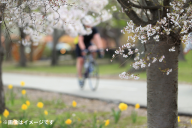 サイクリングで巡る！京都市内の隠れたお花見スポット