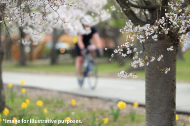 Cycling to! Hidden Hanami Spots in Kyoto City