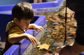 水族館で生き物と触れ合う子ども