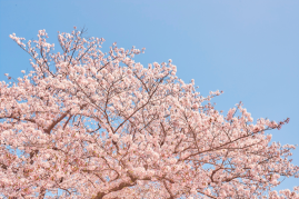 横浜・鎌倉お花見スポット