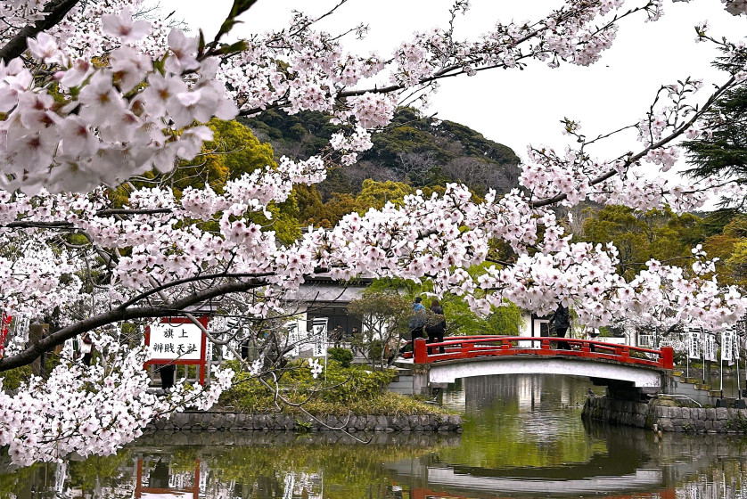 鶴岡八幡宮　源氏池にかかる赤橋