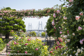 港の見える丘公園　バラ越しのベイブリッジ