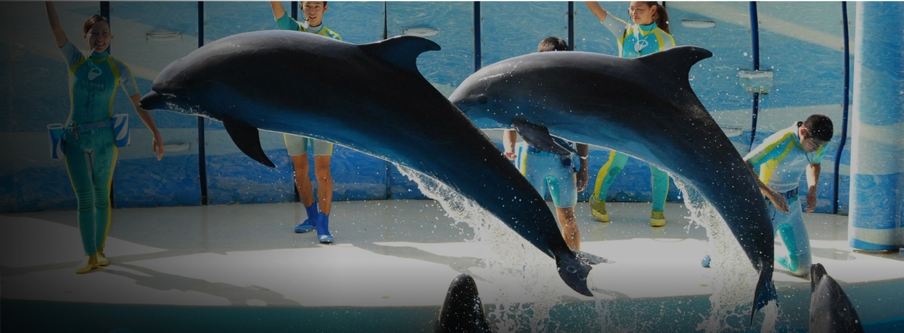 イルカショー