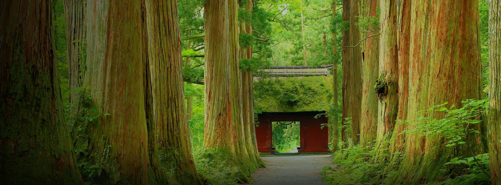 戸隠神社の杉並木