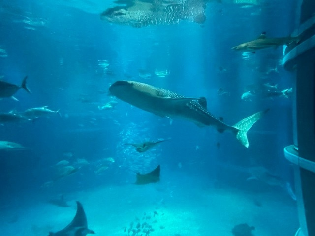 海遊館｜ジンベイザメが悠々と泳ぐ世界最大級の水族館